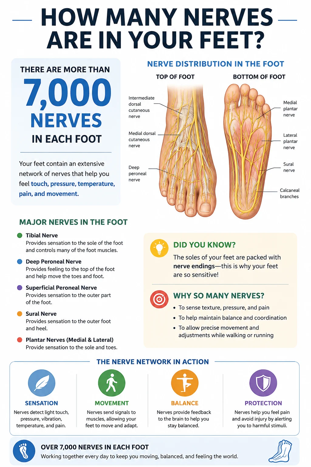 how many nerves are in your feet