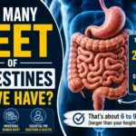 How Many Feet of Intestines Do We Have
